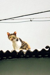 屋顶上的野猫