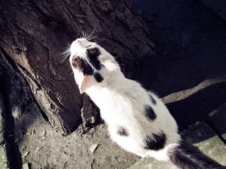 野猫1