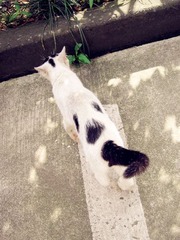 野猫
