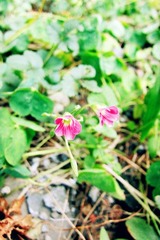细花