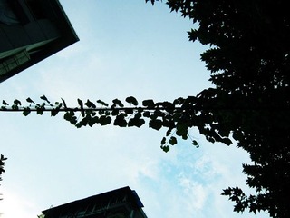 攀