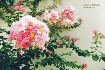 日光夏花