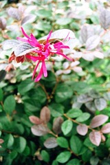 细花