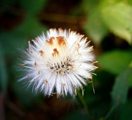 PA291625_副本.jpg