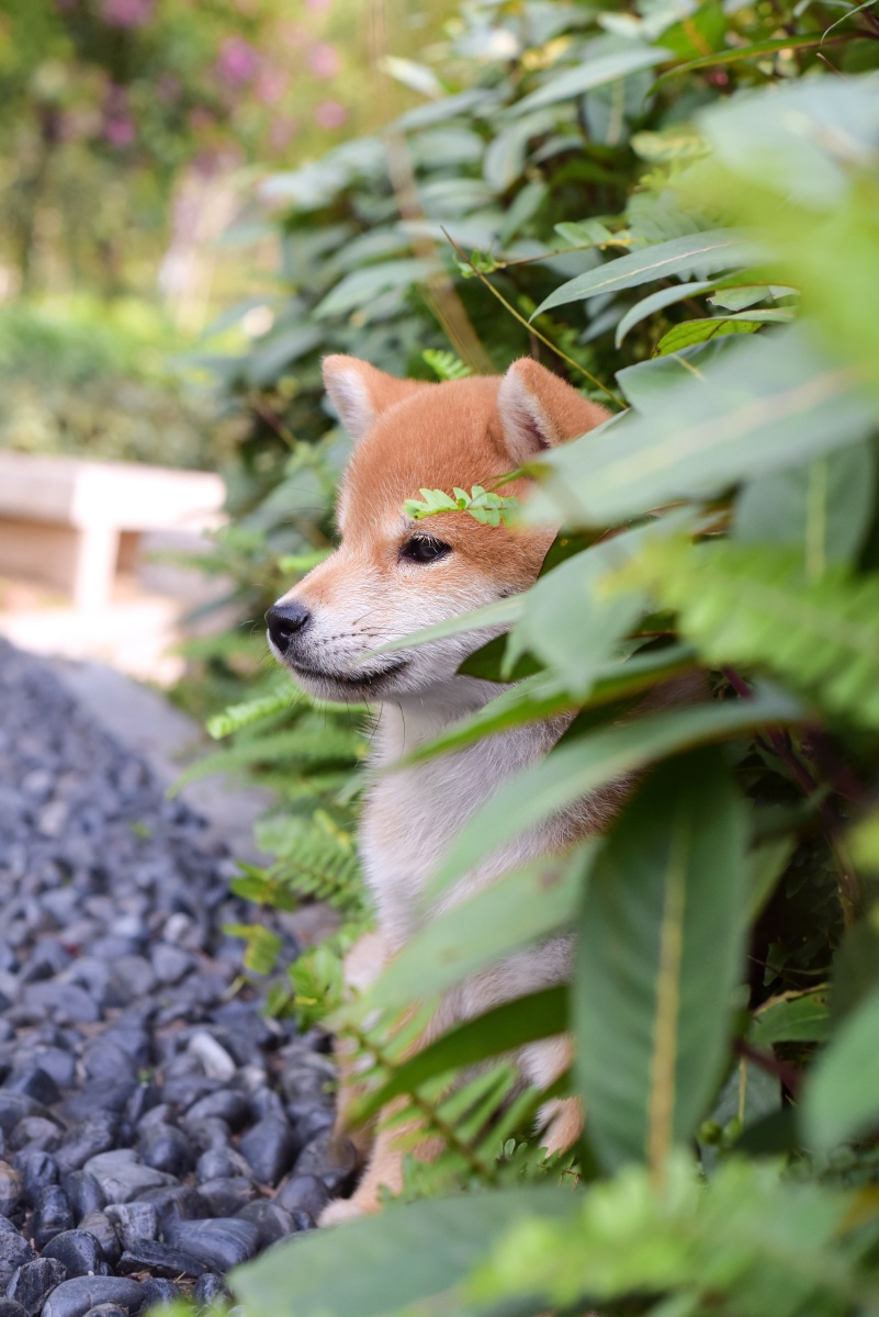 帅到爆破 柴犬 - 千色庄园秋田犬 - 图虫
