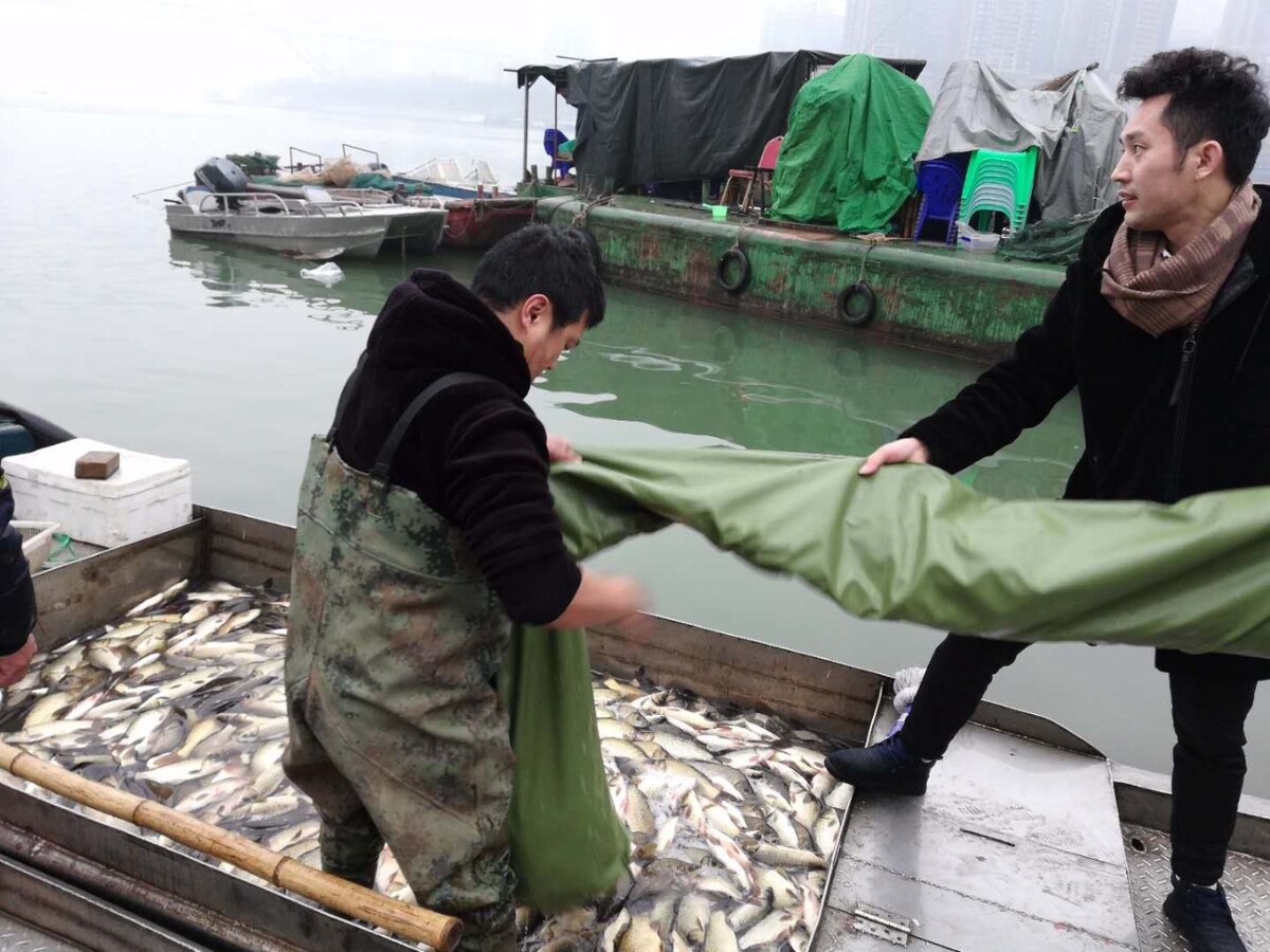 江苏桂鱼养殖,松鼠桂鱼是苏州美食的代表作