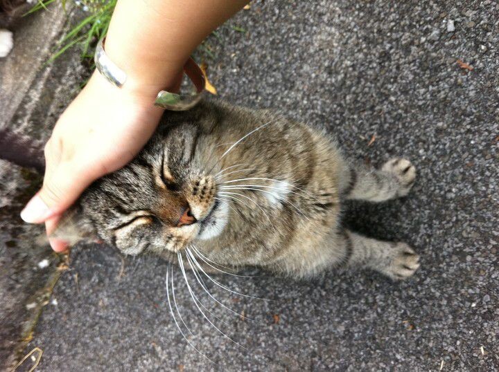 偶遇小猫~<br />
