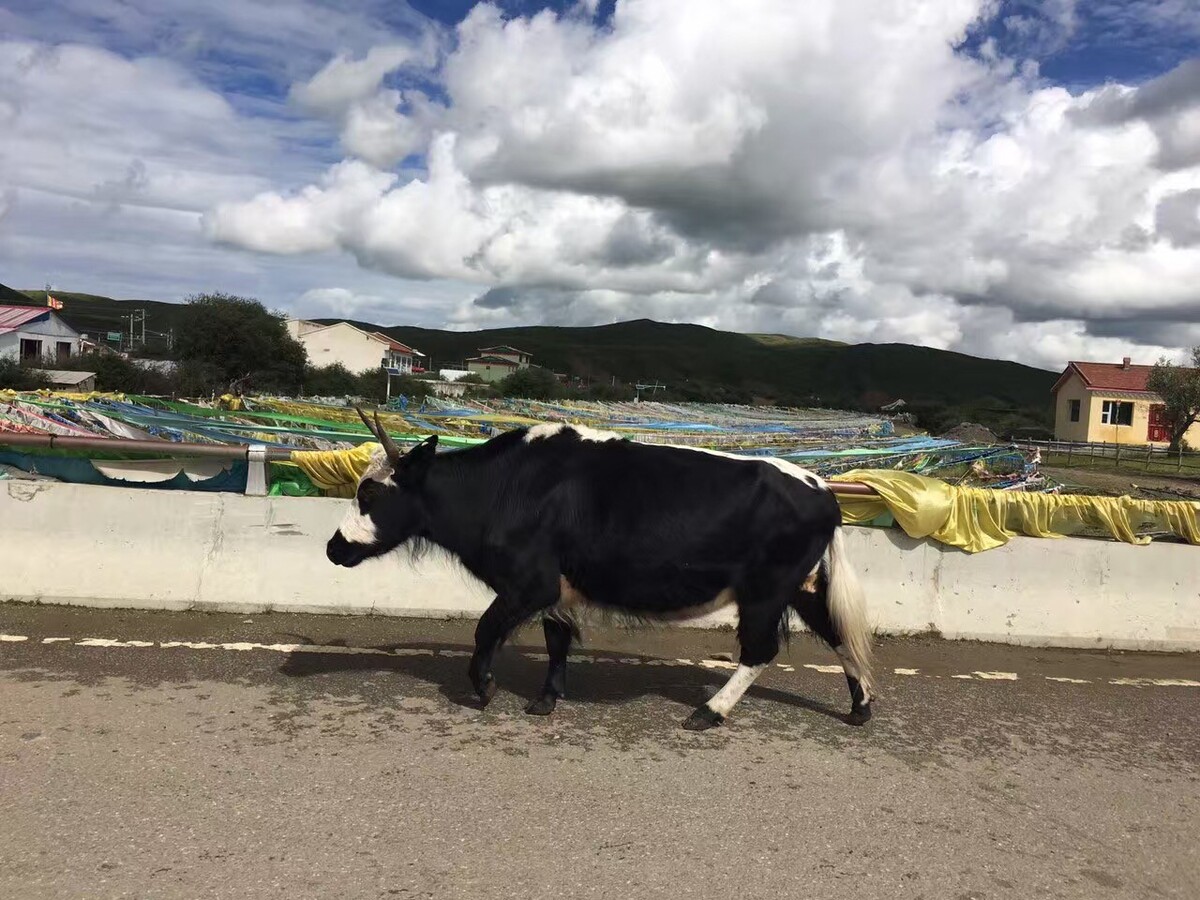 有牛养殖场吗,四川鲁西牛养殖基地成规模最大养牛场