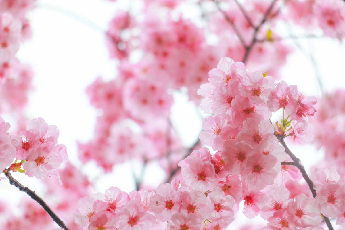 武汉东湖樱花园