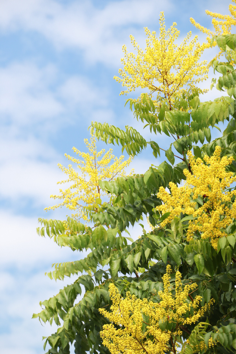 金灿灿栾树花