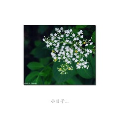 小日子（雅致）