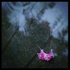 kiss the rain