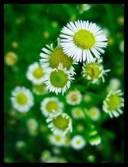 雏菊