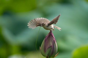 _ZCF0624