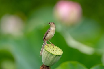 _ZCF4603
