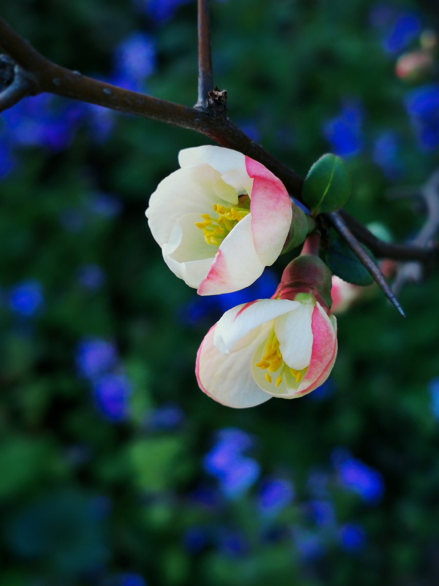 几朵美丽的海棠花