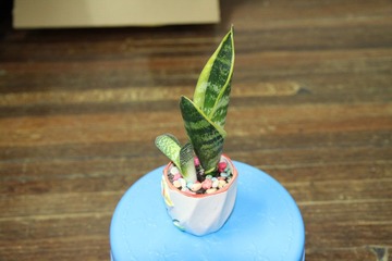 小植物