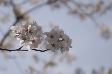 _IGP2902.JPG
