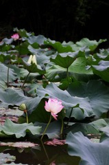IMGP3891副本.jpg