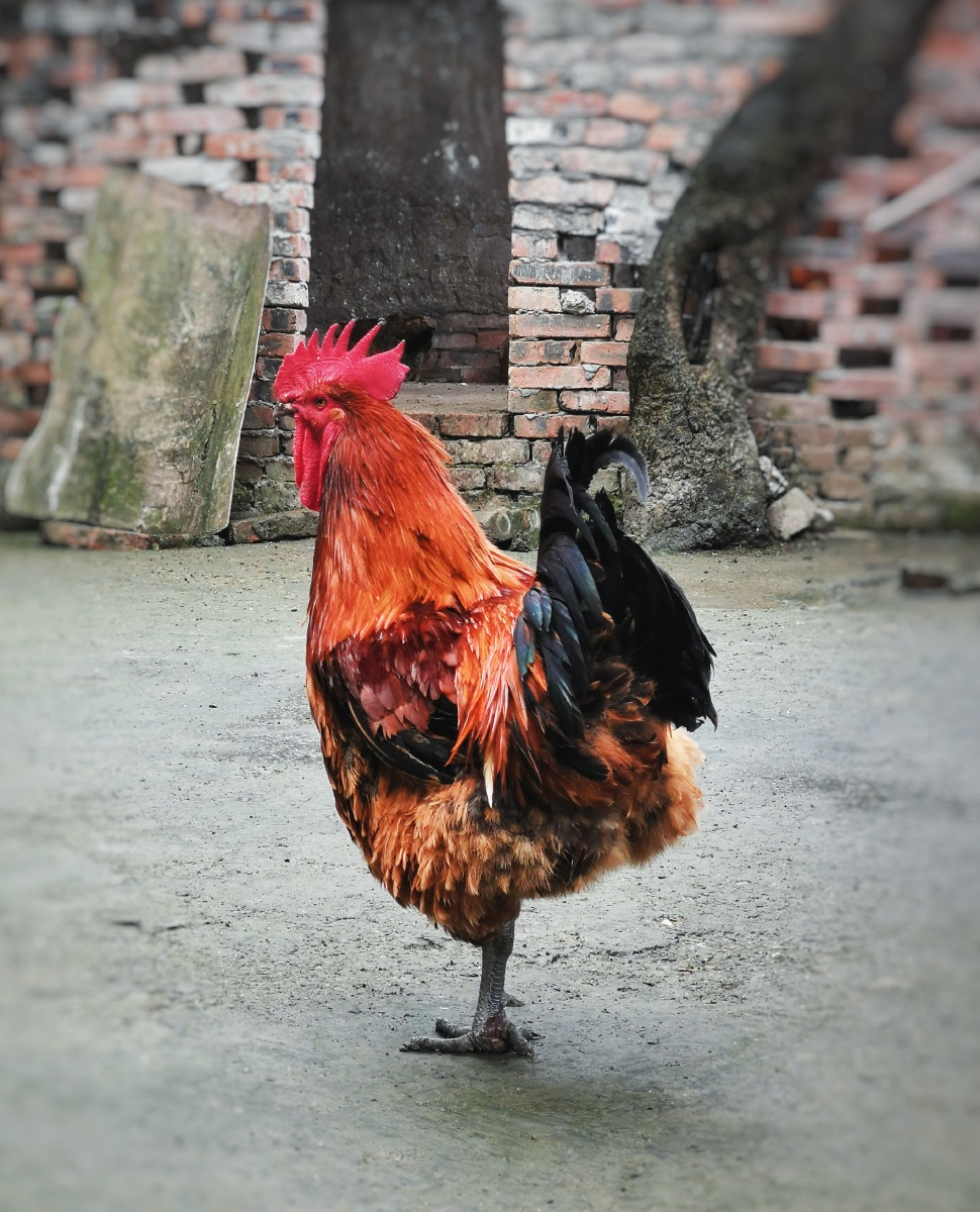 金鸡独立第一次看见