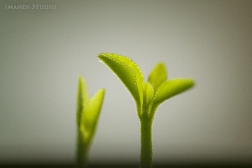 IMG_2389.jpg