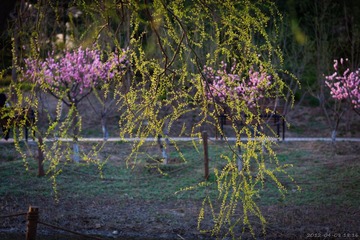 20120408-181643.jpg