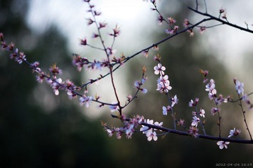 20120408-181959.jpg