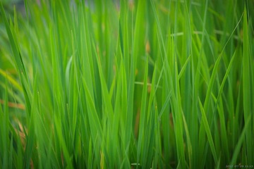 20120708-111352.jpg