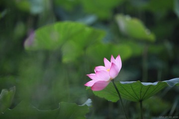 2012-07-08_111.jpg