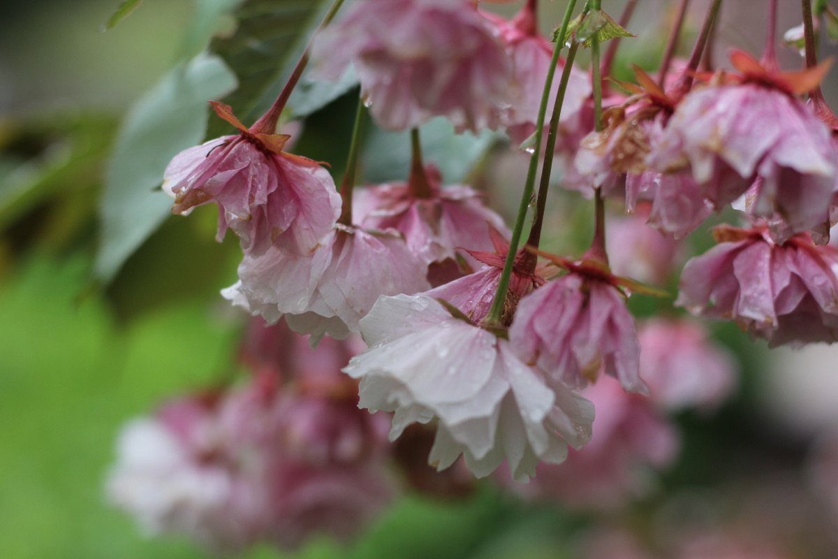 旅顺203樱花园的普贤象樱花