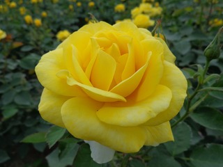 1200546