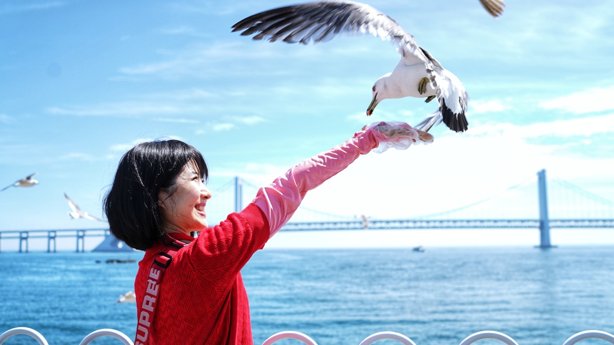 大连星海广场喂海鸥000000