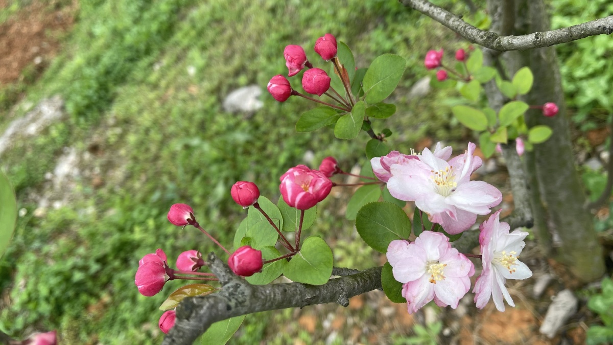 苹果花海棠花 - alicelily - 图虫