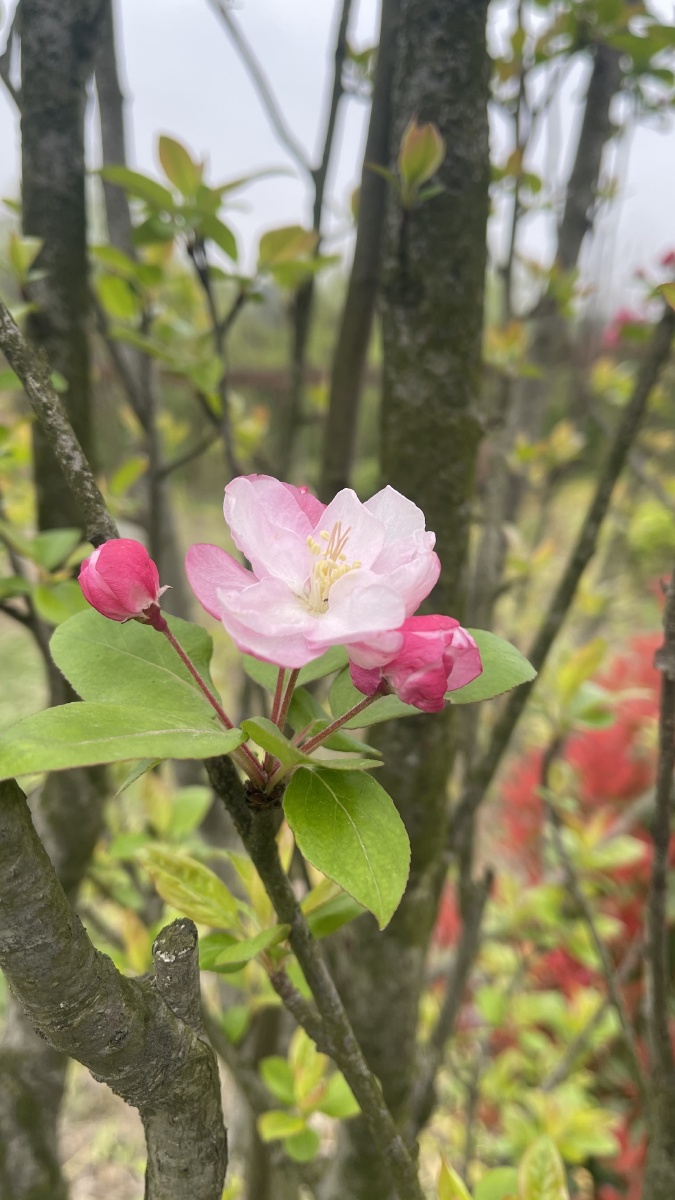 苹果花海棠花 - alicelily - 图虫