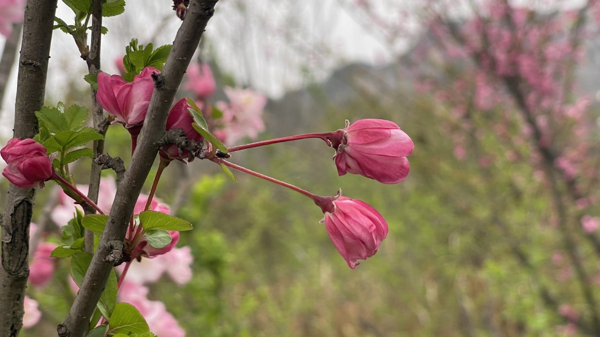 苹果花海棠花 - alicelily - 图虫