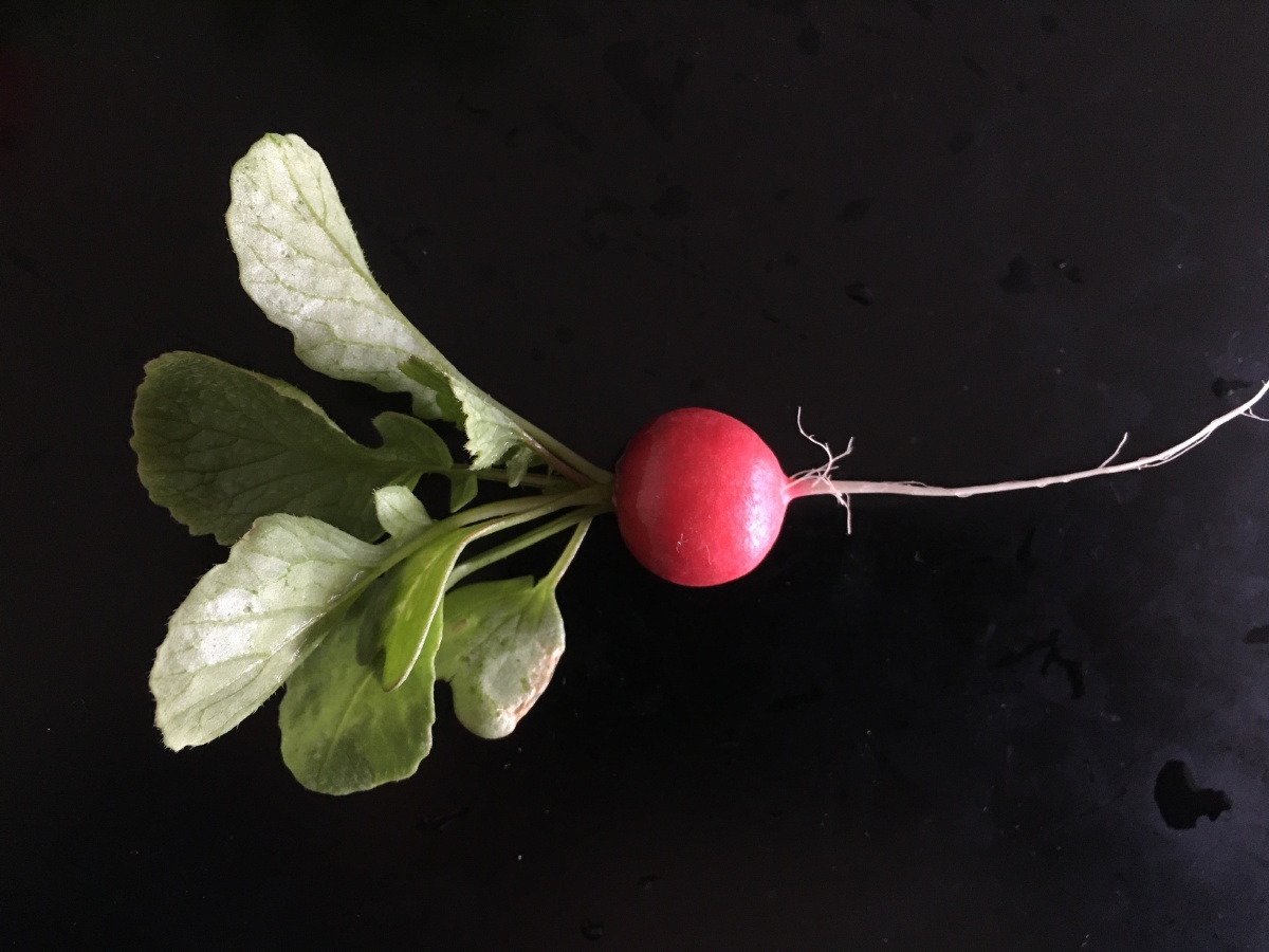 1/126叶子果实#萝卜水果萝卜红萝卜还没有人打赏,快来当第一个打赏的