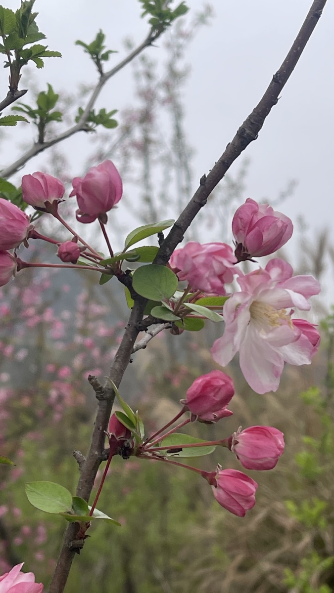 苹果花海棠花 - alicelily - 图虫