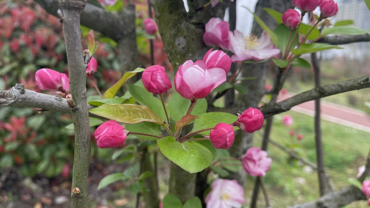 苹果花海棠花 - alicelily - 图虫