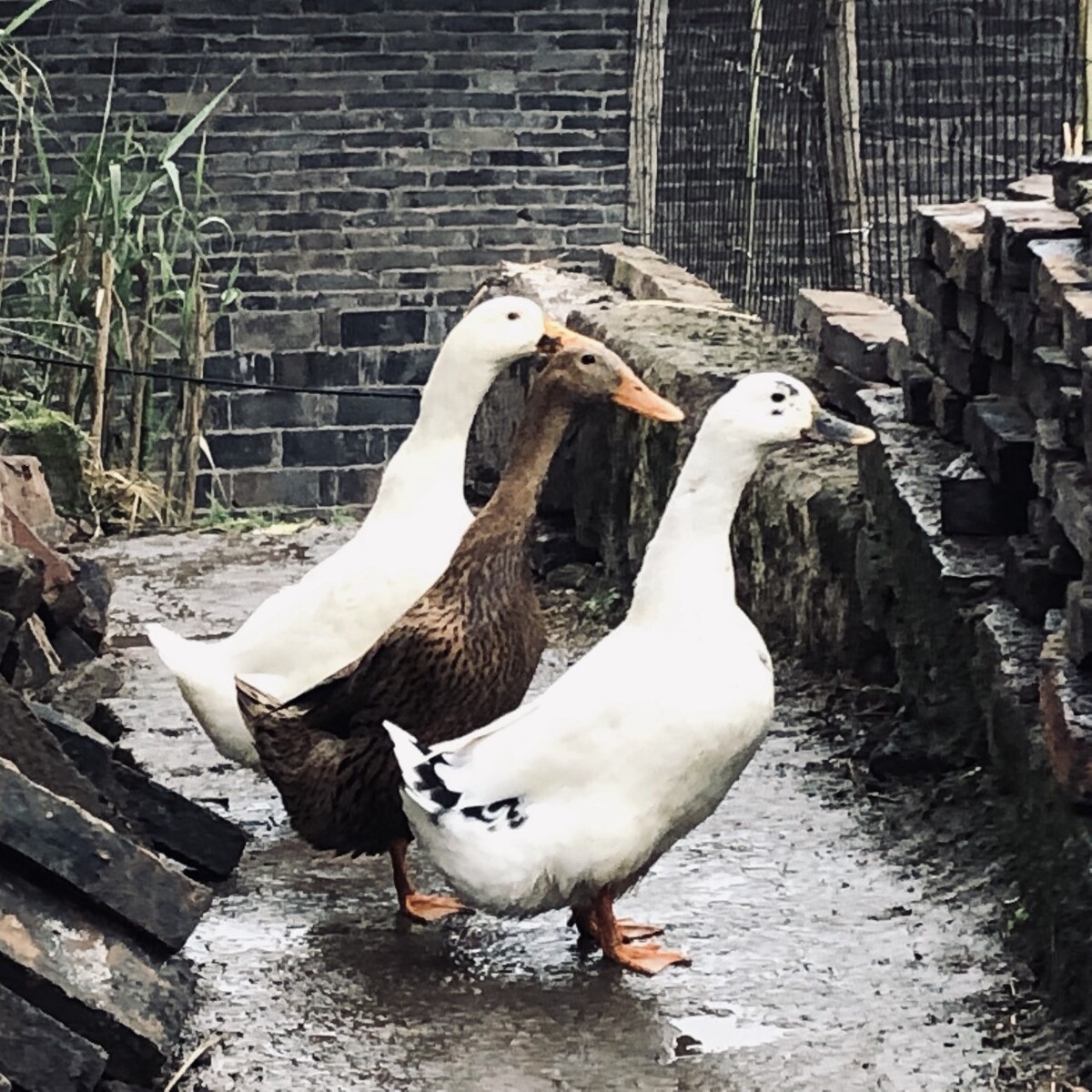南京哪里有养殖鹅饿的,东山老鹅是南京地方特色菜南京人必点...