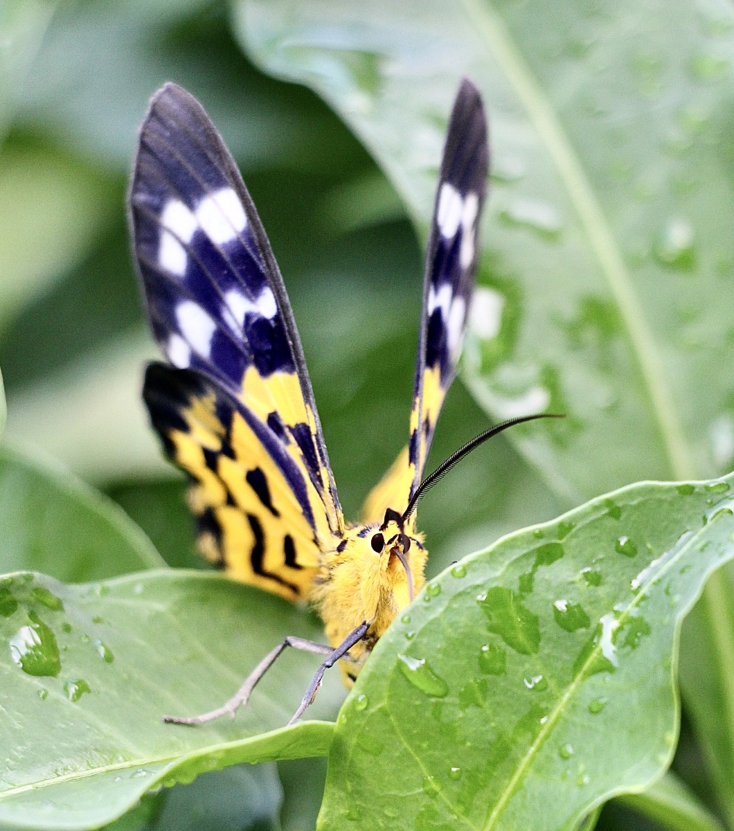 3分钟前 ·阅读9 英英504 关注 豹尺蛾 点赞是美