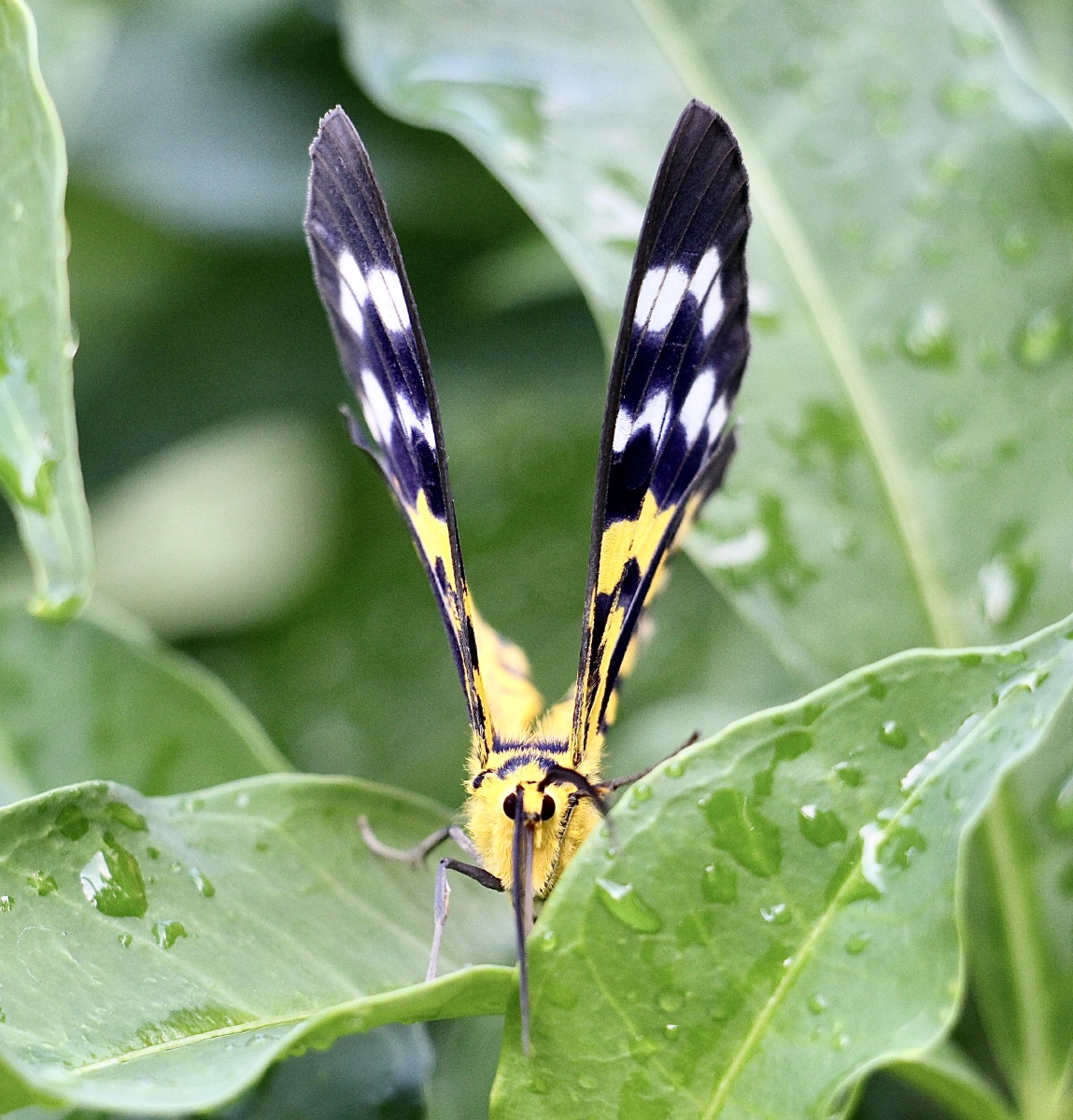3分钟前 ·阅读9 英英504 关注 豹尺蛾 点赞是美