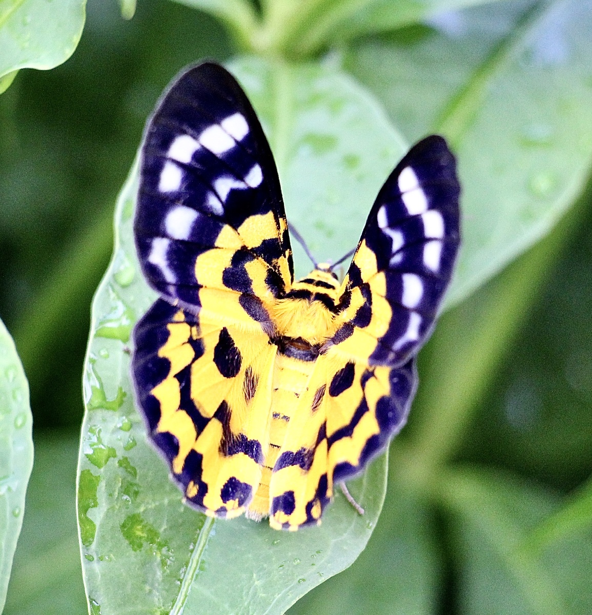 3分钟前 ·阅读9 英英504 关注 豹尺蛾 点赞是美