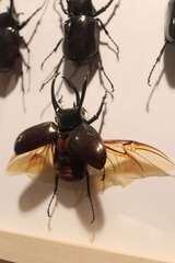 IMG_4746.jpg