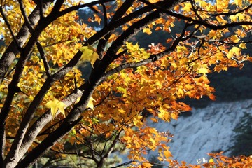IMG_4974.jpg
