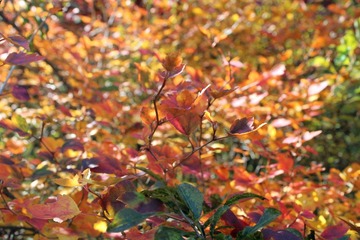 IMG_5003.jpg