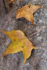 IMG_5054.jpg