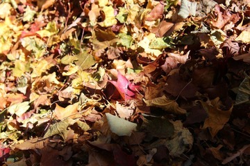 IMG_5053.jpg