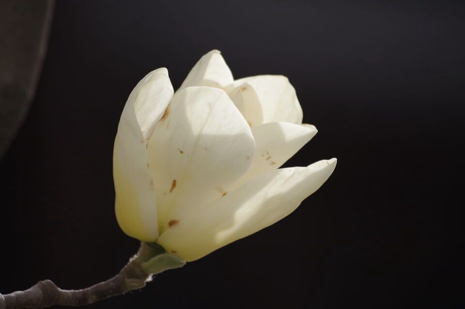 孤傲<br />
