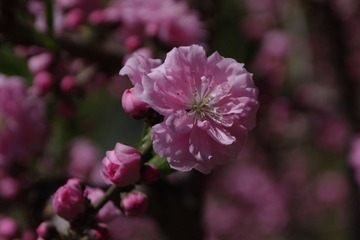 IMGP6858.jpg