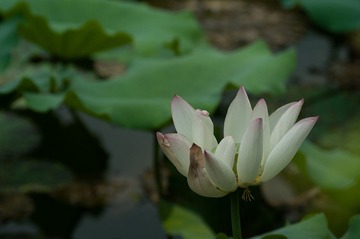 IMGP6561